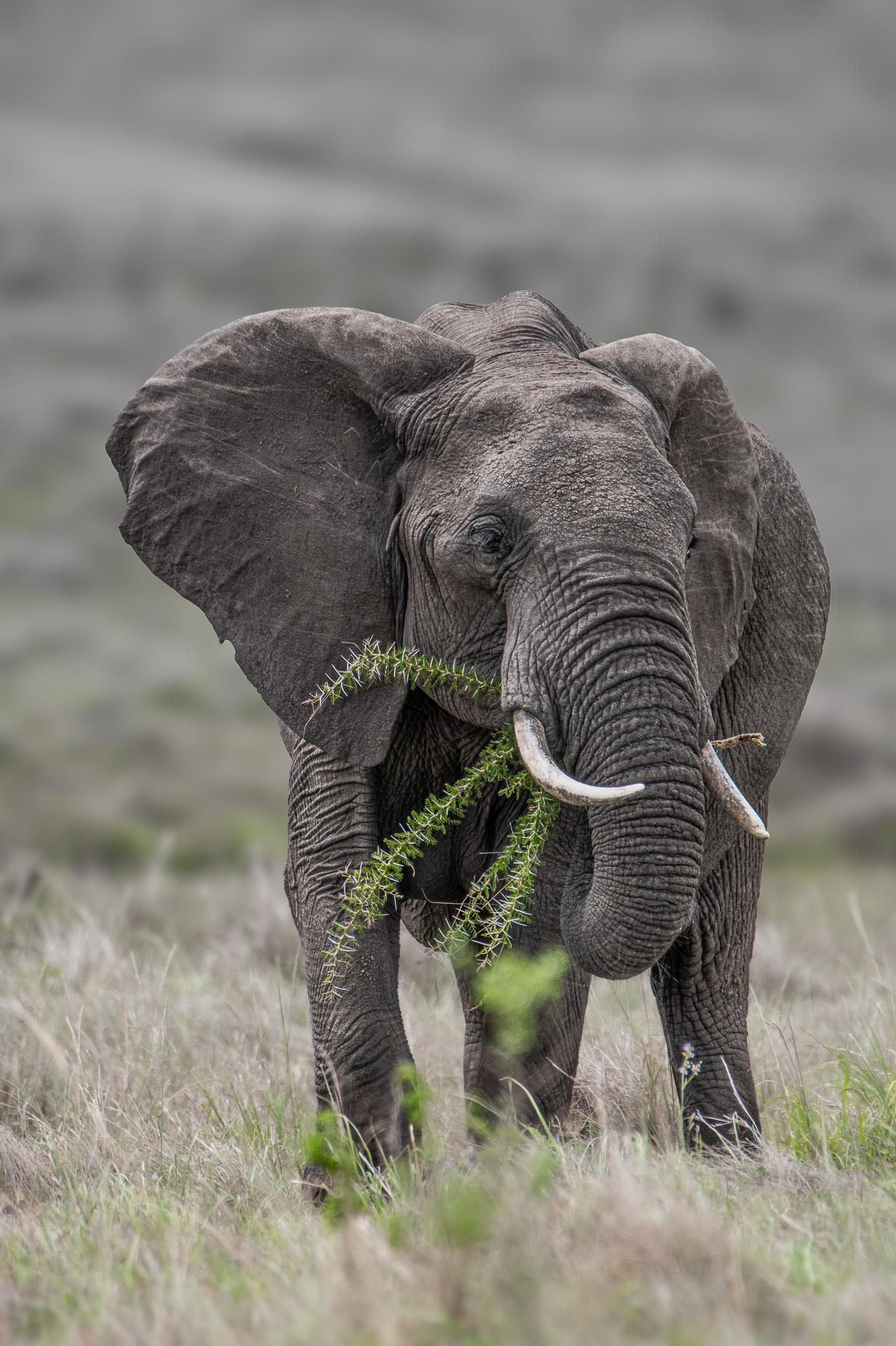 The Thrill of Returning to the Masai Mara