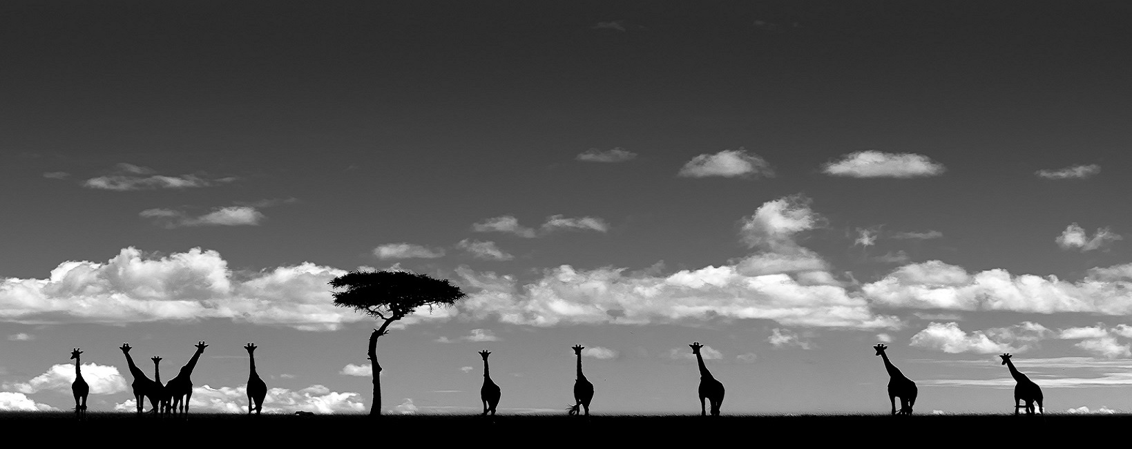 Tall Shadows