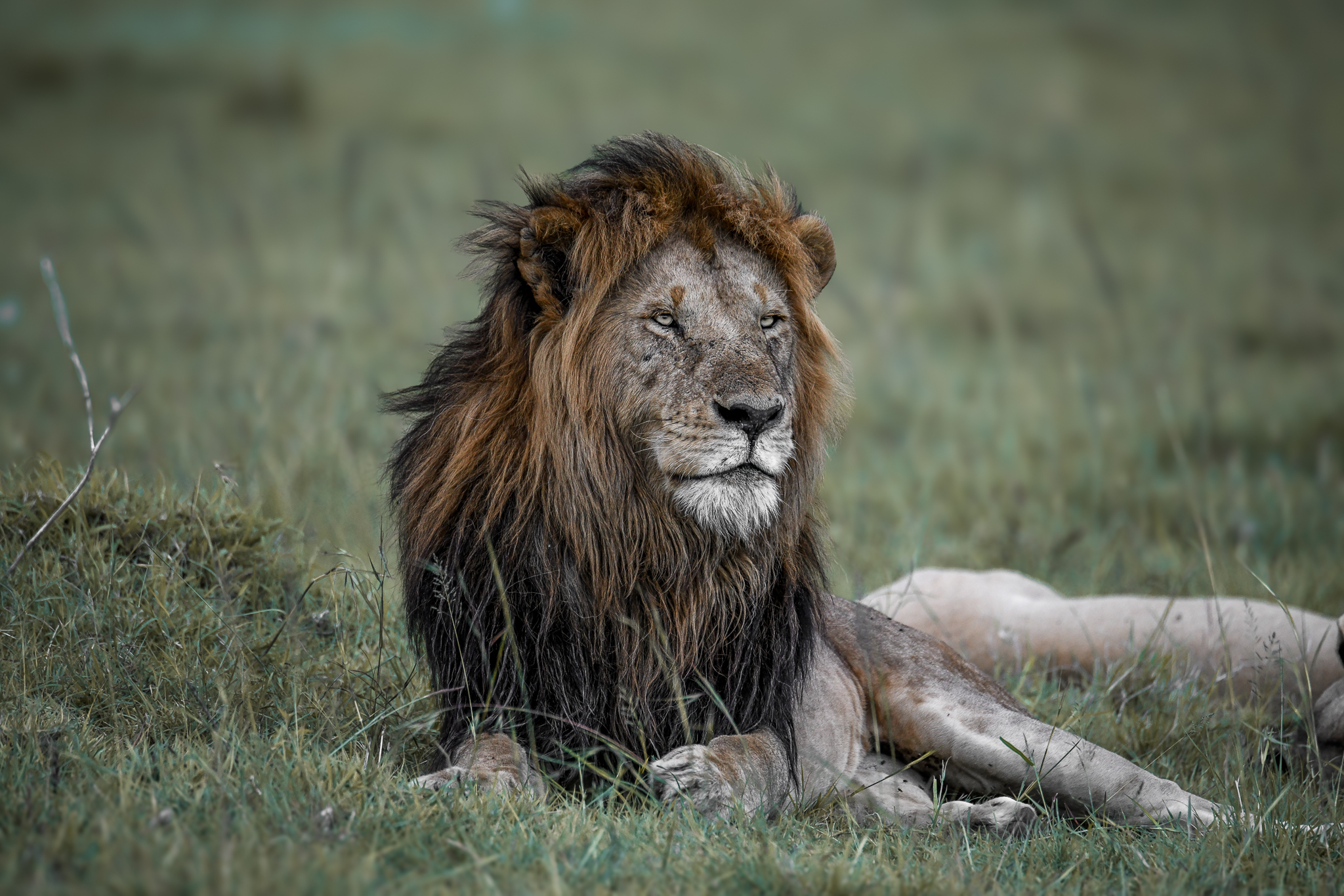 Masai Mara In Colour