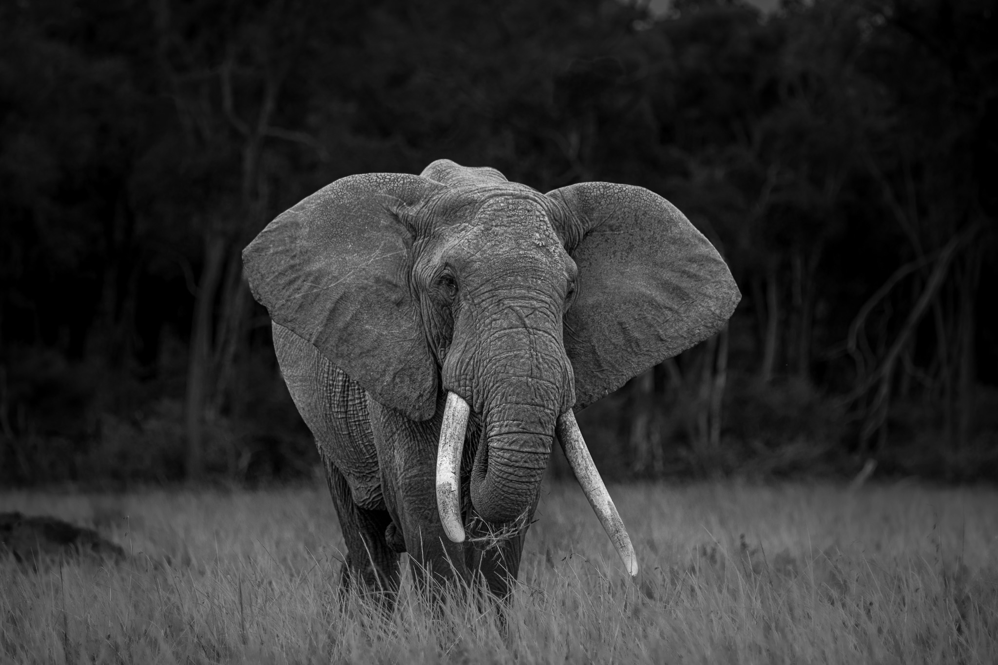Masai Mara Black & White