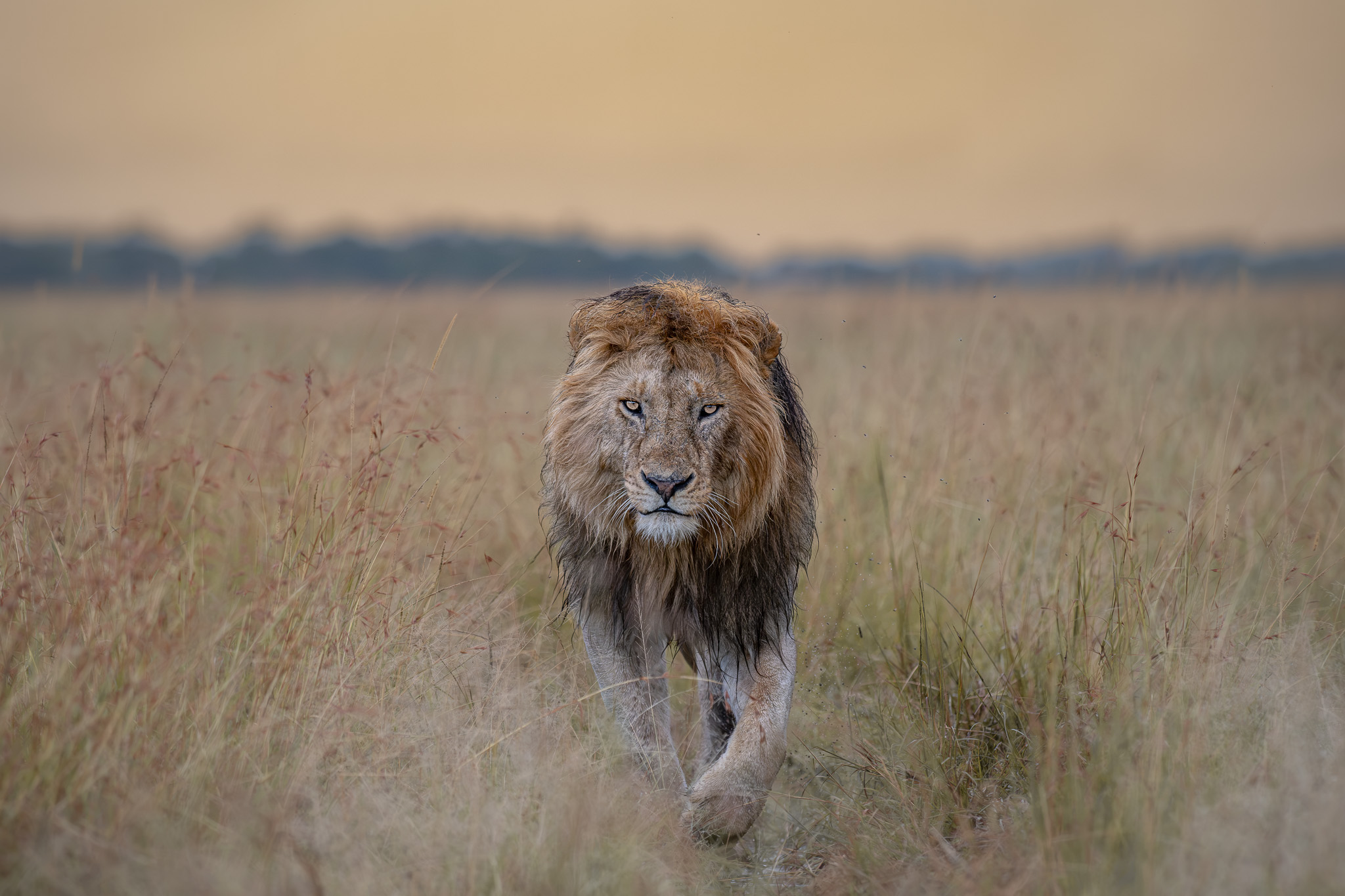 Masai Mara May 2026 Portfolio 2